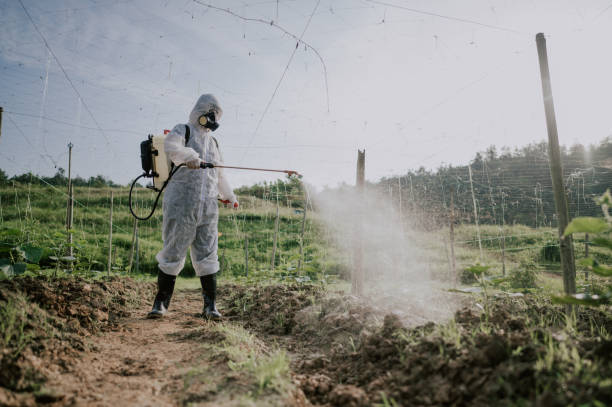 Best Ant Control Services  in Somerset, TX