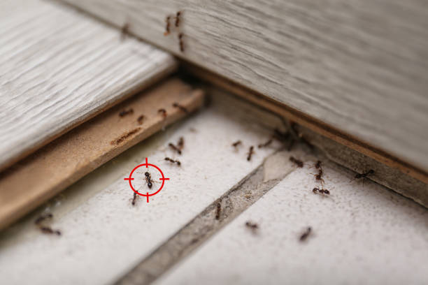 Best Pest Control for Restaurants  in Somerset, TX