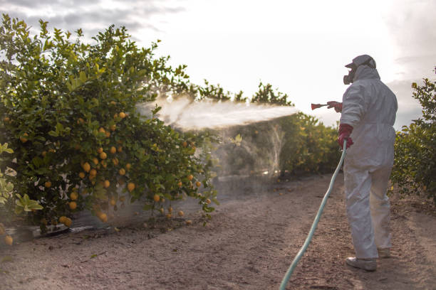 Best Emergency Pest Control  in Somerset, TX