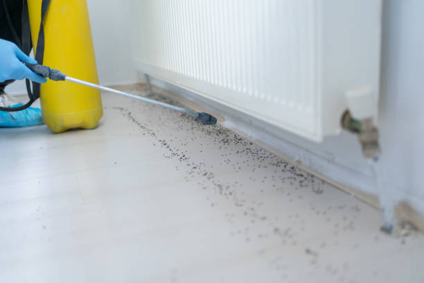 Best Bed Bug Extermination  in Somerset, TX
