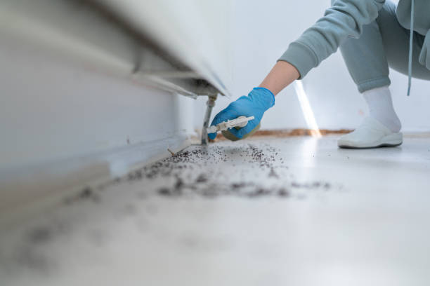 Best Flea Control Services  in Somerset, TX