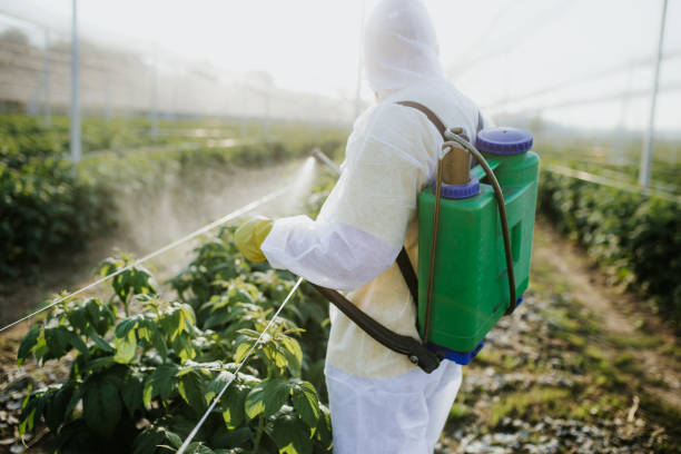 Insect Control in Somerset, TX